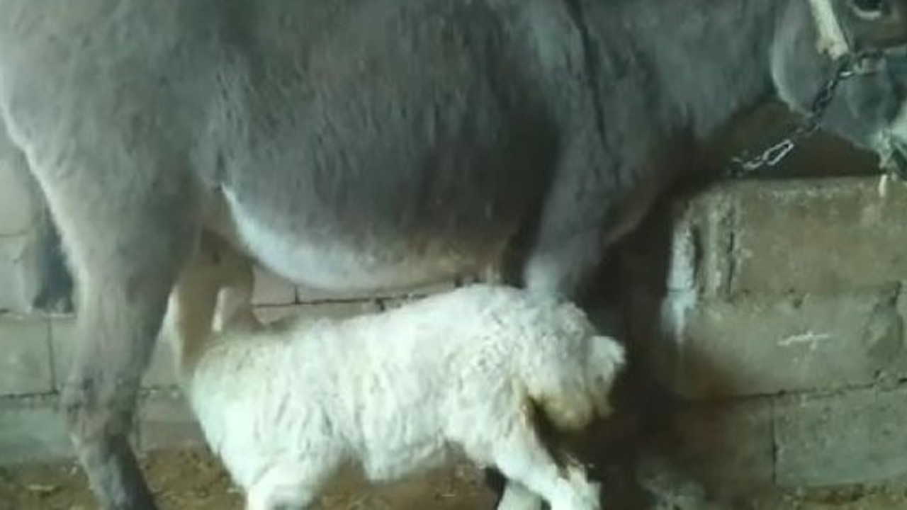 20 günlük kuzunun annesi eşek oldu. Kuzu ve eşeği görenler hayret ediyor
