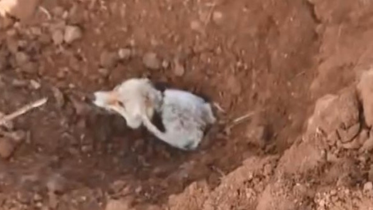 Üstüne yuvası çöken tilkiyi vatandaşlar kurtardı