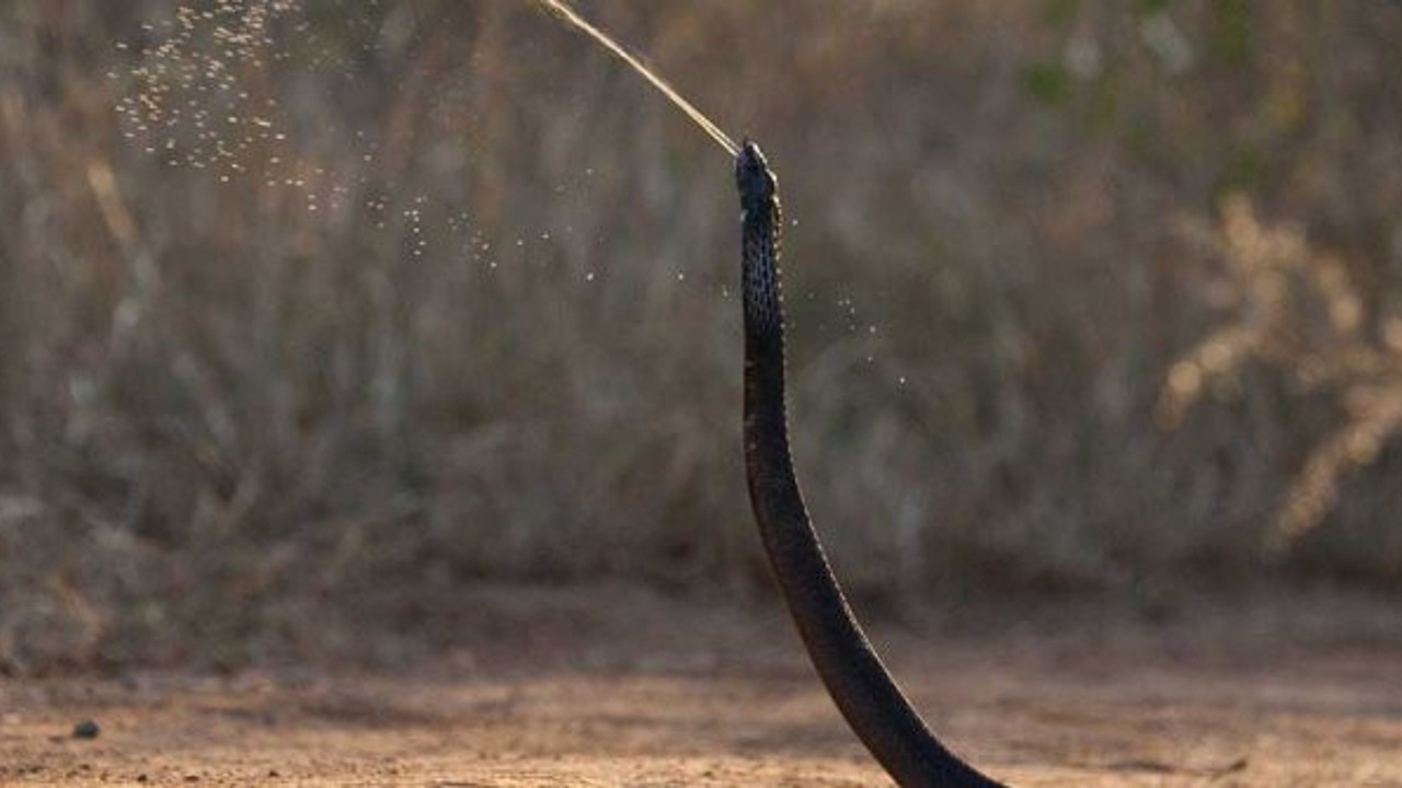 Bilim insanları ‘önleminizi alın’ diyerek açıkladı. Artık sokaklarda da saldıracaklar