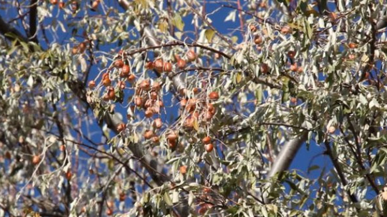 İğde öksürüğü kesiyor bağışıklığı perçinliyor. Hem meyvesi hem yaprağı şifa deposu