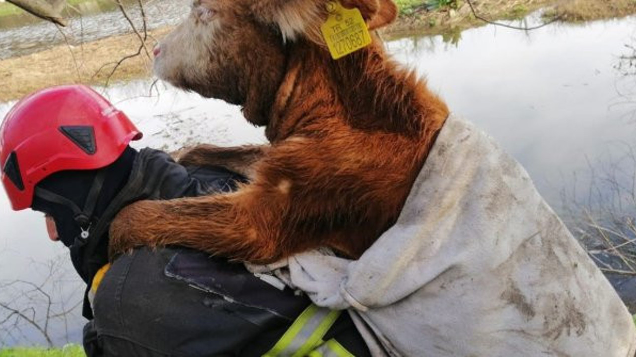 Balçığa düşen danayı İtfaiye eri sırtında taşıdı