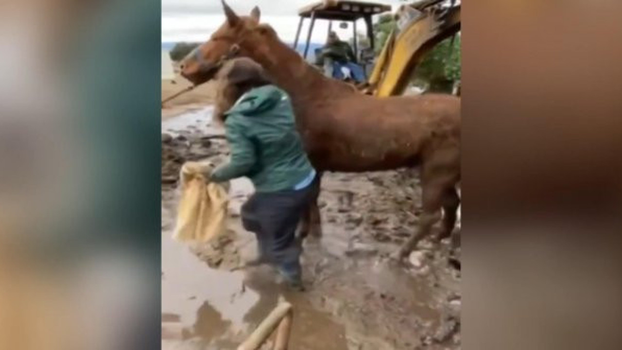 Yoğun yağmurdan oluşan balçıkta mahsur kalan 2 atı kurtarmak neredeyse 24 saat sürdü