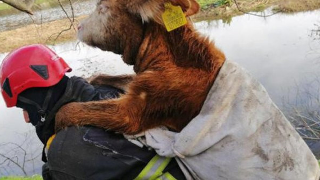 Danayı kurtarıp, sırtında taşıdı