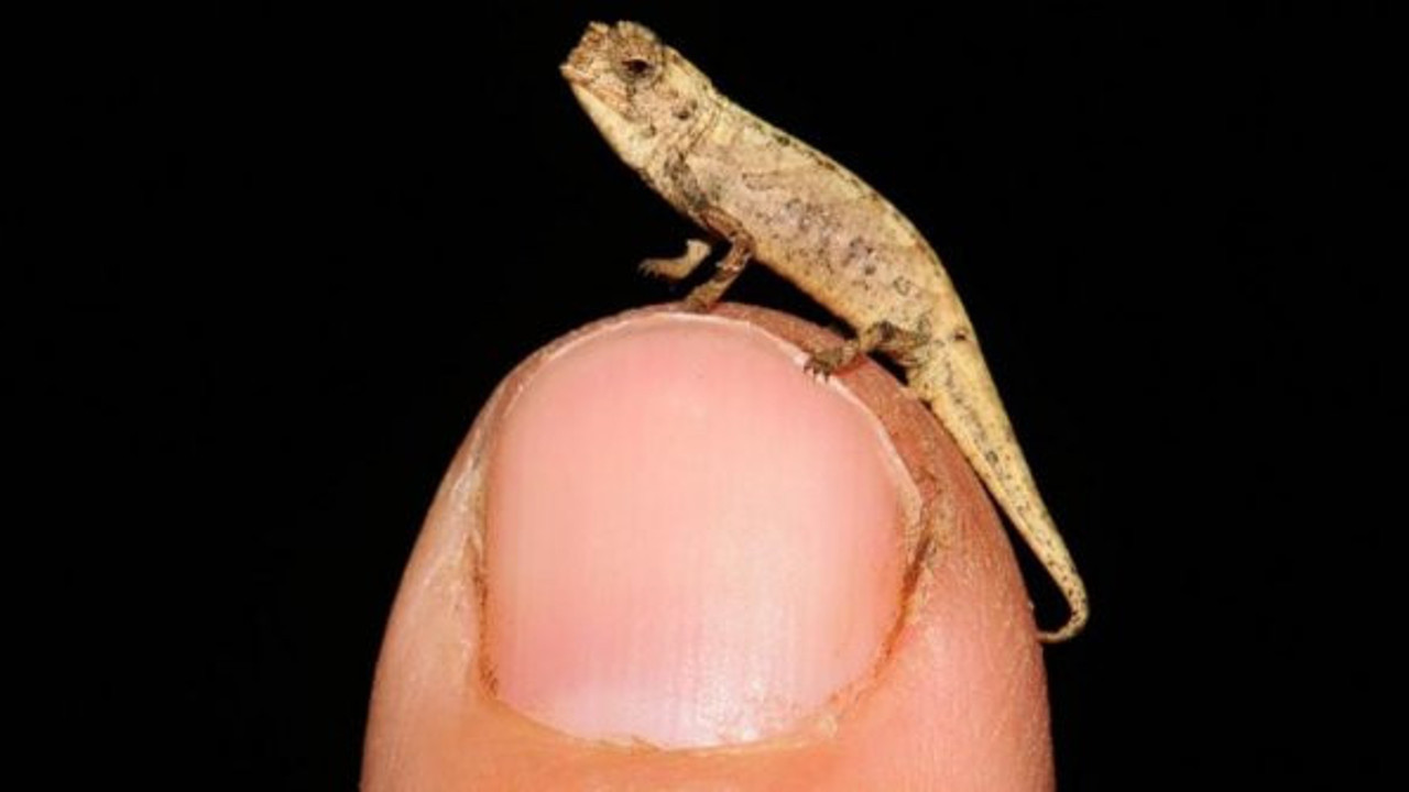 Bilim insanlarının ağzı açık kaldı. Vücudunun 5'te 1'i cinsel organ