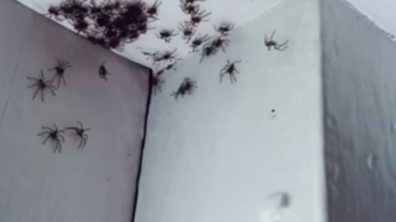 Avustralya evin tavanını örümcekler bastı. Kan donduran görüntü