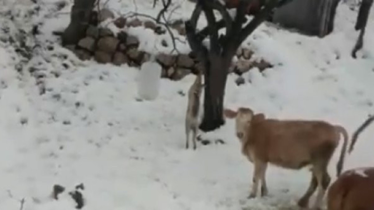 Kümese giren tilkiyi ön ayaklarından bağlayıp ağaca astı. Cezalı tilkiyi inekler seyrederken jandarma geldi