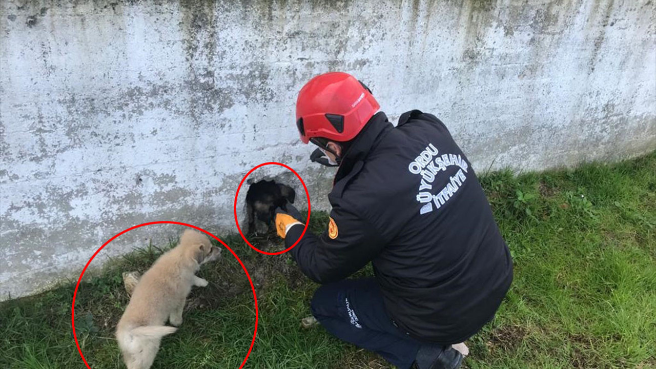 Ordu’da inleyen yavru köpeğin yardımına sahibi koştu. Arkadaşı çaresiz gözlerle bakakaldı