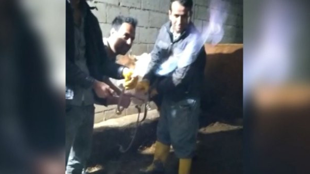 İnekten gaz çıkarma operasyonu