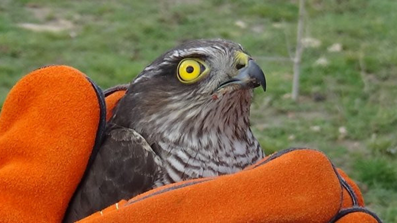 Çanakkale’de tedavi edilen 2 atmaca doğaya salındı