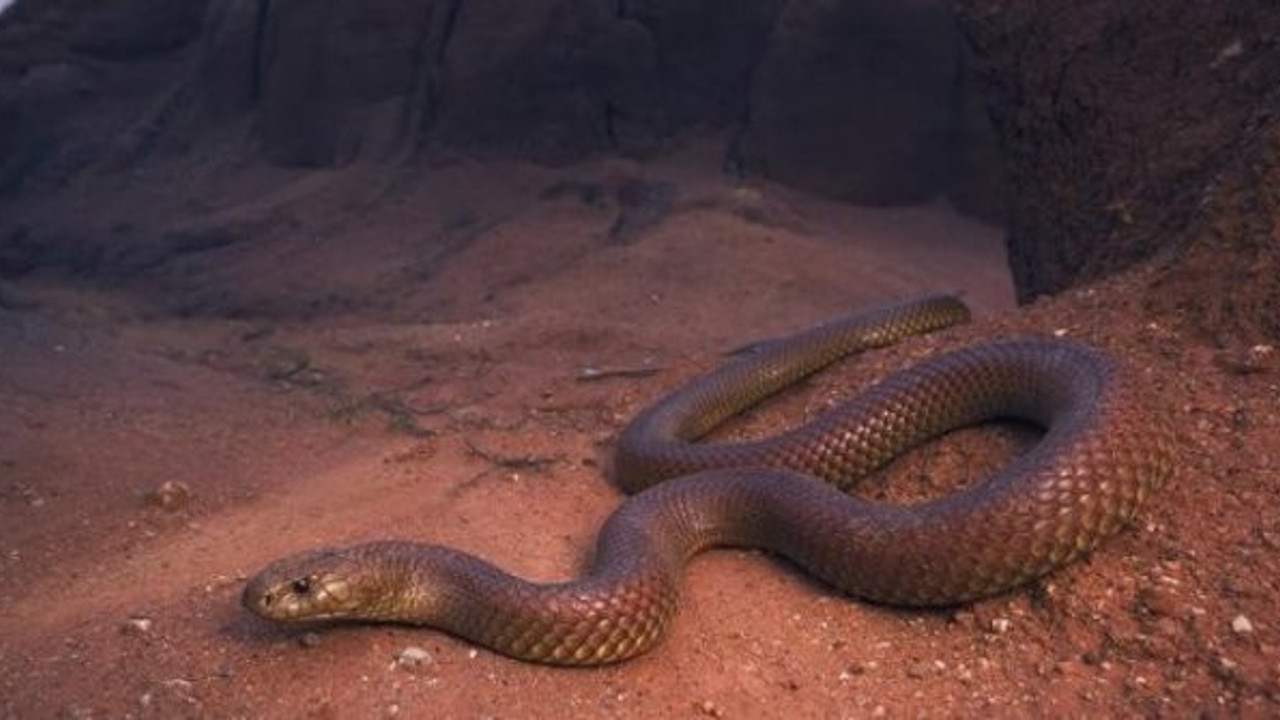 10 yaşındaki kız çocuğunu yatağında bacaklarından soktu. Yorganı açan anne ve babası gözlerine inanamadı