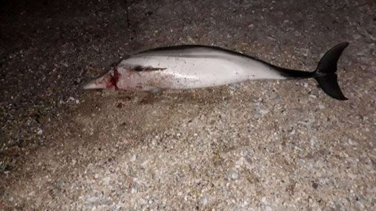 Başından yaralanarak öldürülmüş halde sahile vurdu