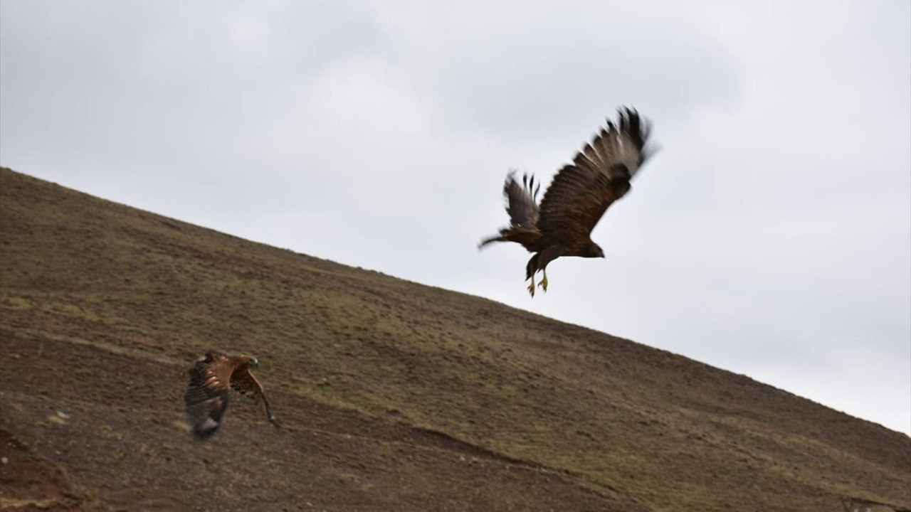Erzurum'da tedavi edilen 2 kızıl şahin ve kaya kartalı doğaya salındı