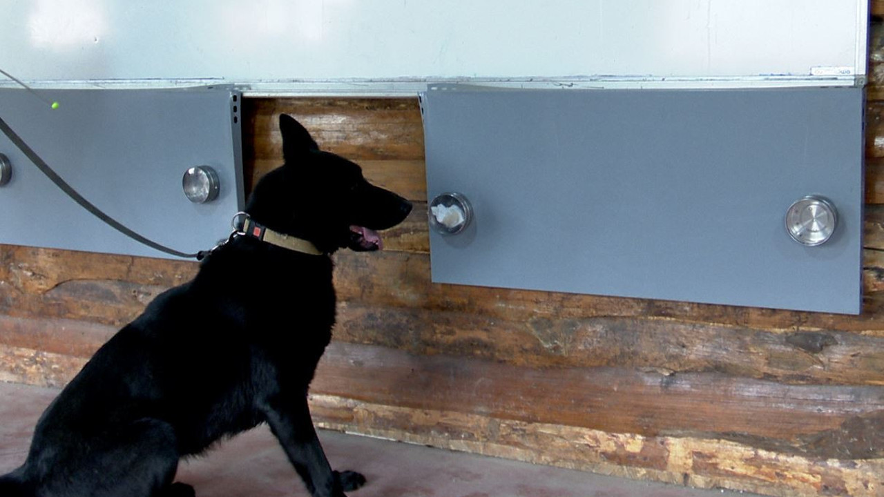 Virüsü tespit edecek eğitimli köpekler Etik Kurulu’ndan izin bekliyor