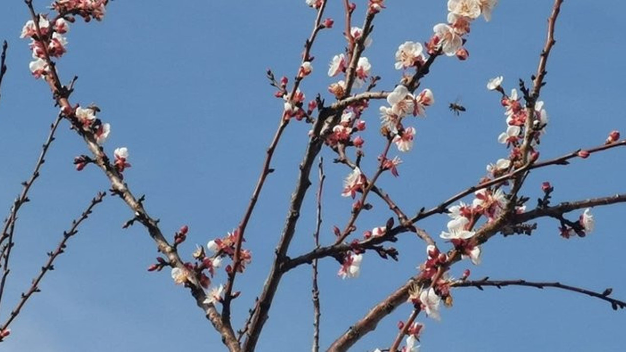 İklim değişikliği yalancı bahara neden oldu