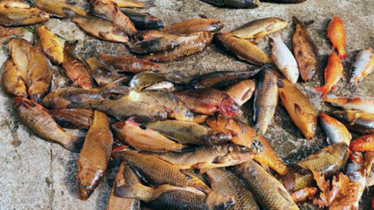 Önce köpürdü sonra balıklar çırpına çırpına can verdi