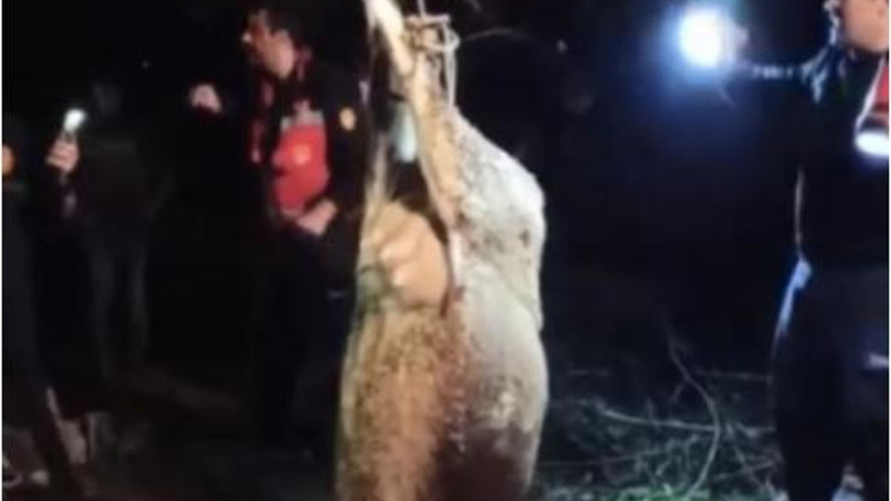 Hatay Altınözü'de otlayan inek kuyuya düştü