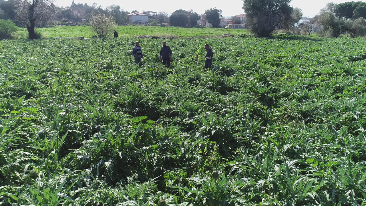 Günde 1 enginar yemek vücudu zımba gibi yapıyor. Kilo verdiriyor karaciğeri yeniliyor
