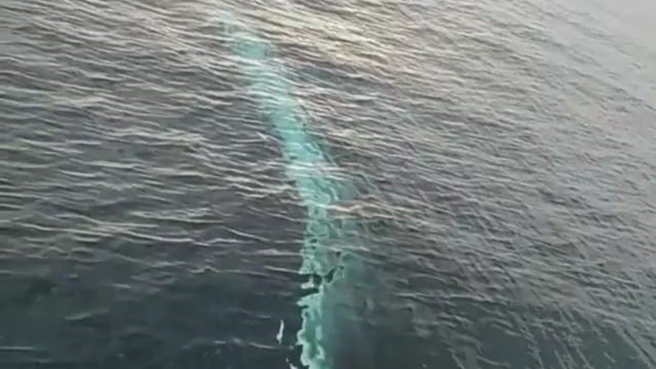 Adana'da balık tutmak için denize açılmışlardı. Öyle bir şey gördüler ki heyecanları doruk yaptı