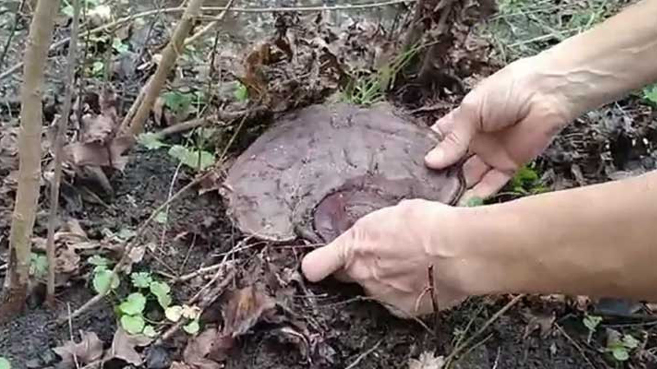 Doğa yürüyüşü yaparken şans eseri buldu. İmparatorların ölümsüzlük iksiri