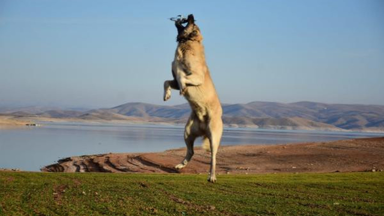 Kangal köpeği metrelerce yükseldi dronu havada kaptı. Görenler hayretler içinde kaldı