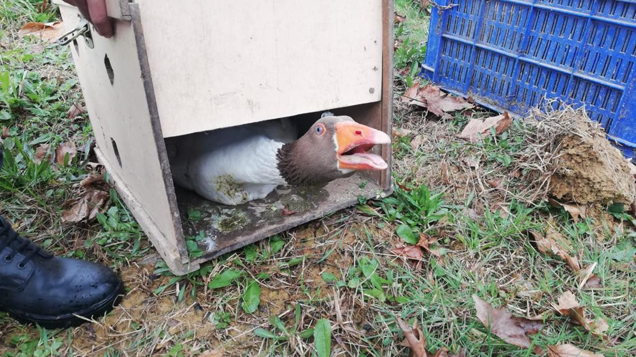 Kaz dövüşünü jandarma bastı