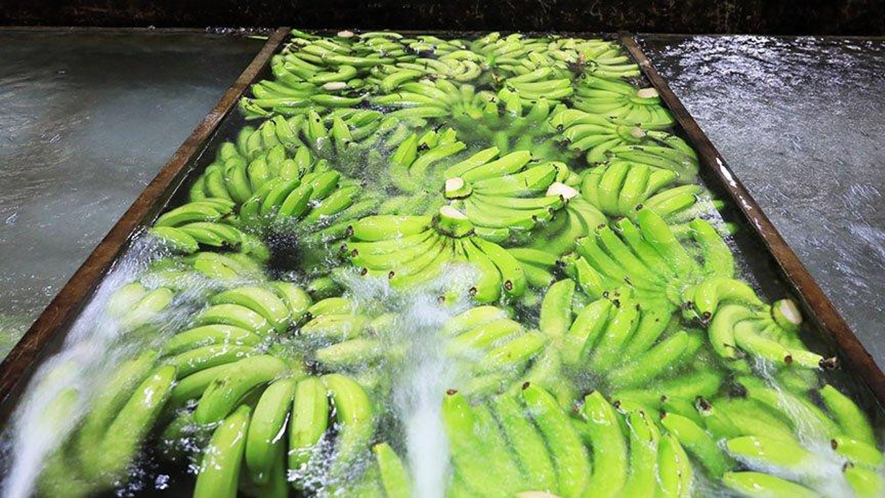 Dalında yeşil sofrada sarı. Muz üç günde böyle renk değiştiriyor