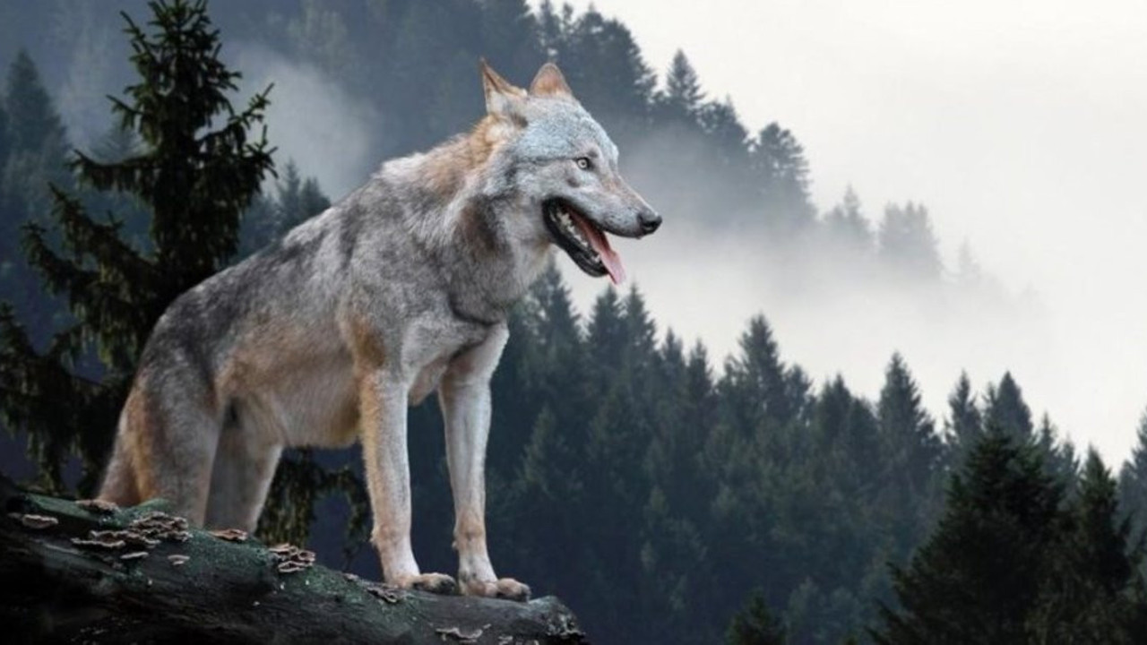 Vahşi kurt, donmak üzereyken hayatını kurtaran avcıya öyle bir teşekkür etti ki