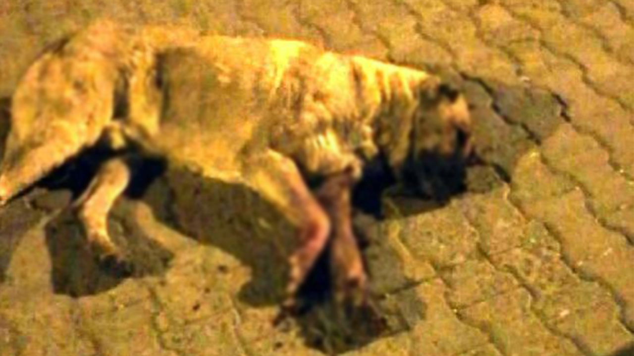 Tek kelimeyle vahşet! Köpeğin gözlerini oyup öldüresiye dövdüler