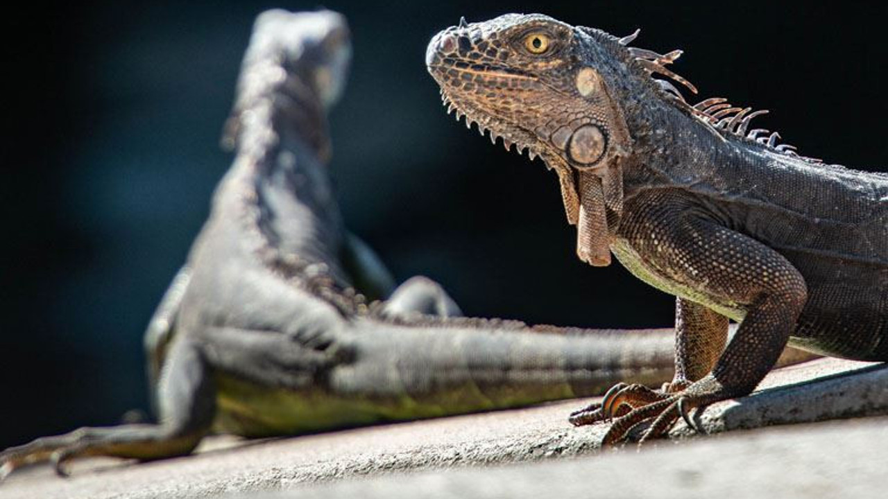 Arjantinli arkeologlar kazılarda kemiklerini buldu. 3 metre uzunluğunda, midesi yerde
