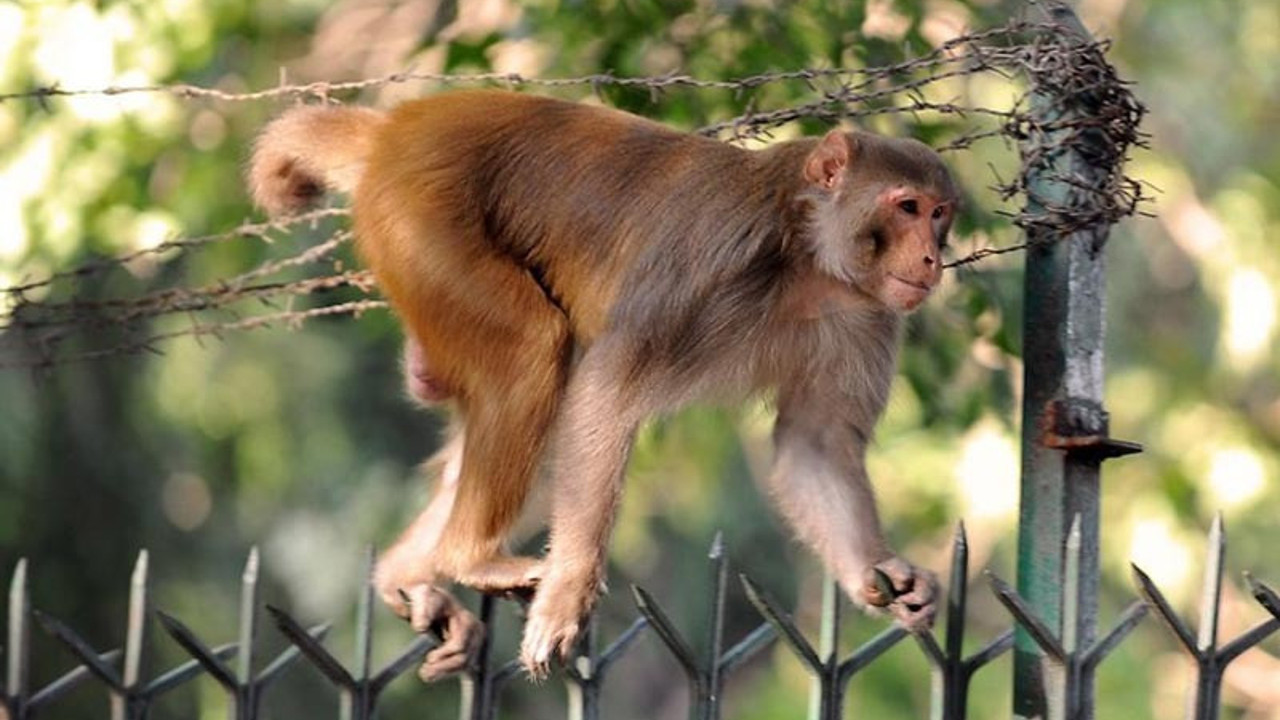 Akıllara durgunluk veren olay! Maymunlar ev basıp 8 günlük bebeği kaçırdı