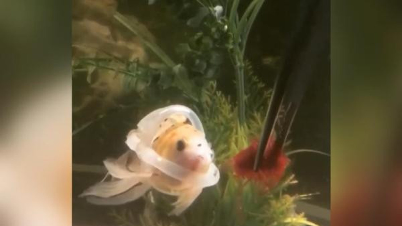 İmkansızı başardı! Can yeleği takıp yüzmesi imkansız olan balığı yüzdürdü