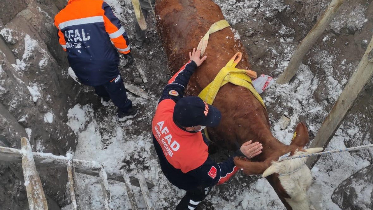 Aksaray'da inek kurtarma operasyonu