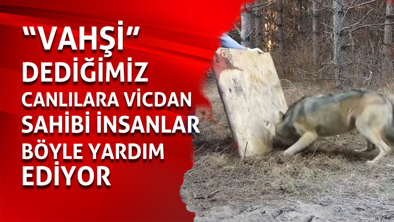 Kendi hayatlarını riske atıp vahşi canlıların hayatlarını böyle kurtardılar