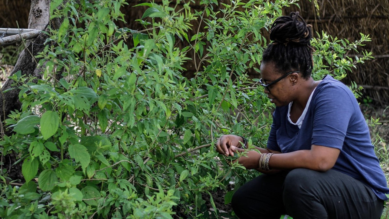 Zimbabve'de milyonlarca kişinin ölmesini önledi. Mucize bitkiyi içtiler koronayı yendiler