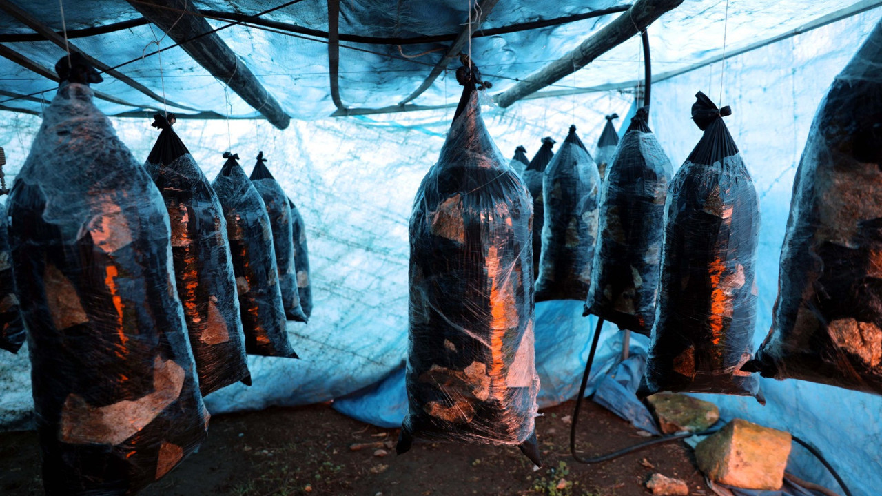 Gaziantep hobi olarak başladı şimdi paraya para demiyor. Evinin bahçesindeki çadırda üretiyor