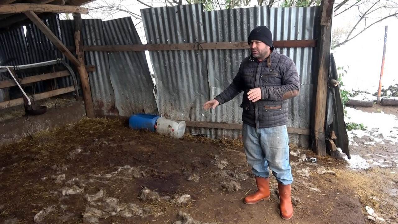 Düzce’de koyunlarının halini gören çobanın dünyası başına yıkıldı