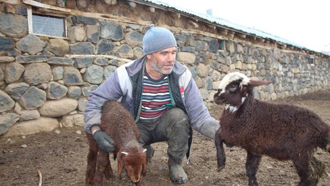 Köylünün imdadına bakan yetişti. 95 kuzusu şurup kurbanı olmuştu