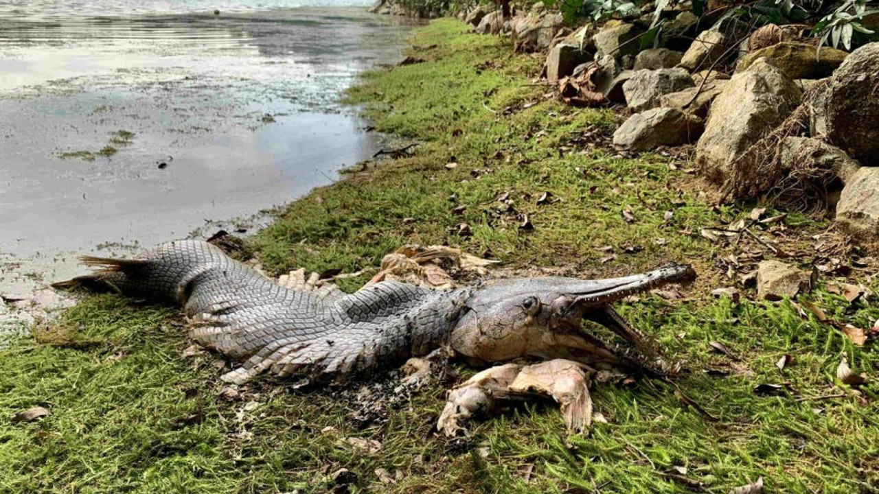 Timsah kostümlü dev balık gölde ortaya çıktı. Dev çenesi ve keskin dişleri var