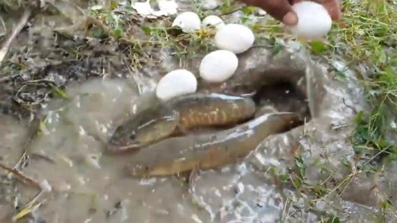 Akılalmaz balık avlama yöntemi. Suya yumurta kırdı saniyesinde balıklar doluştu