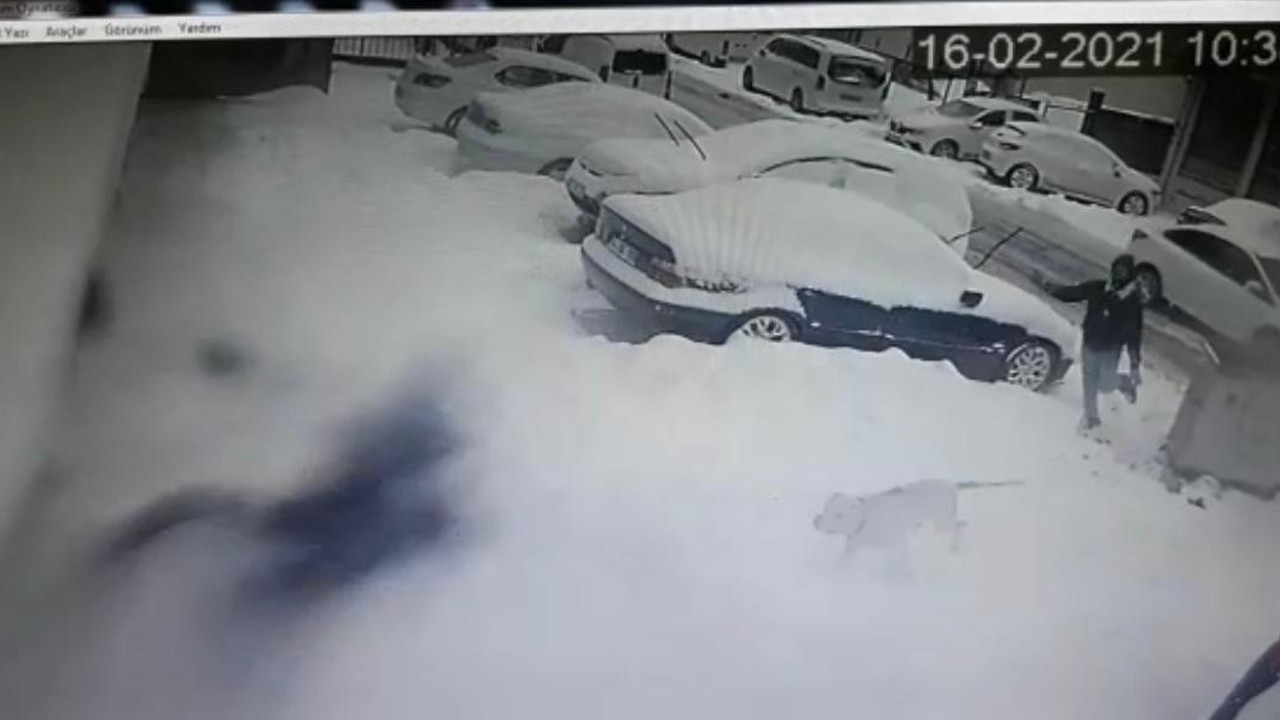 Kim izin veriyor bu katil köpek pitbull beslenmesine. Bir yetkili yok mu? Bu kaçıncı vaka? Genç kızı az daha öldürüyordu