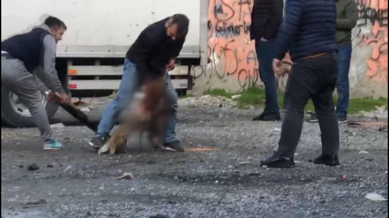 Katil köpek sahiplerinden kim hesap soracak. Durdurun bu vahşeti. Bu ülkenin sahibi yok mu