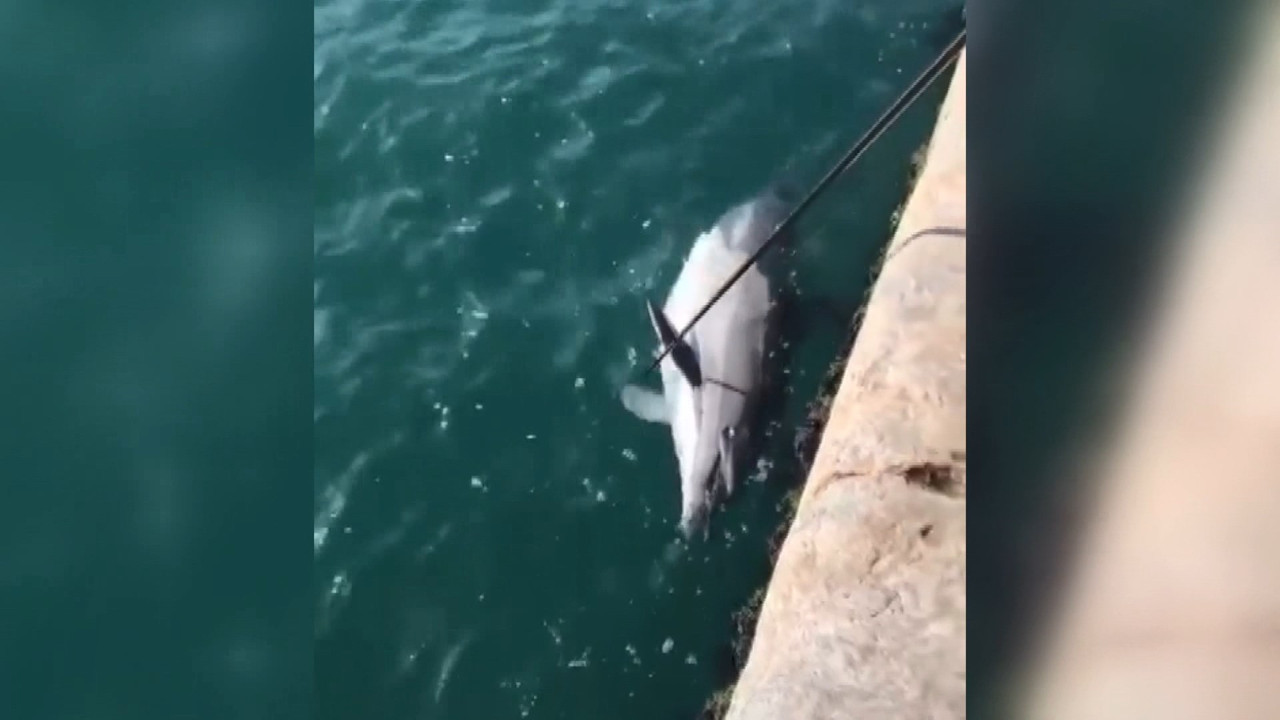 Karaköy'de üzerinde ağ izleri ve kurşun delikleri olan ölü yunus bulundu. Vicdansız ahlaksızlar