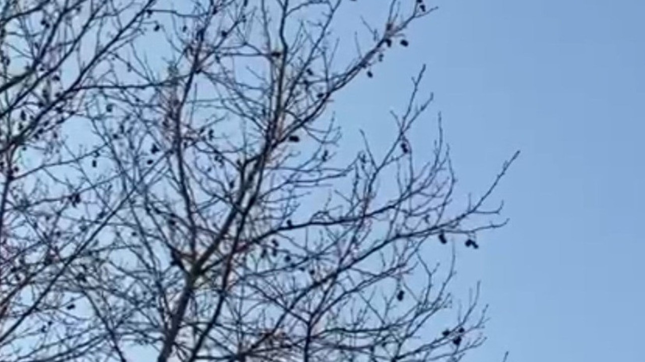 İzmit'te insanın tüylerini diken diken eden olay. Karga Allahu Ekber dedi uyanlar inanamadı