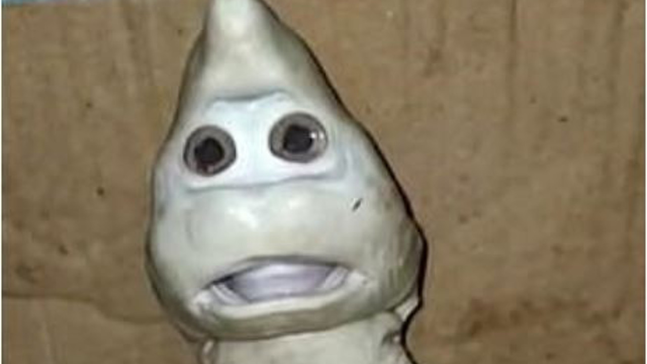 İnsan yüzlü köpek balığı şok etti. Kolları da var
