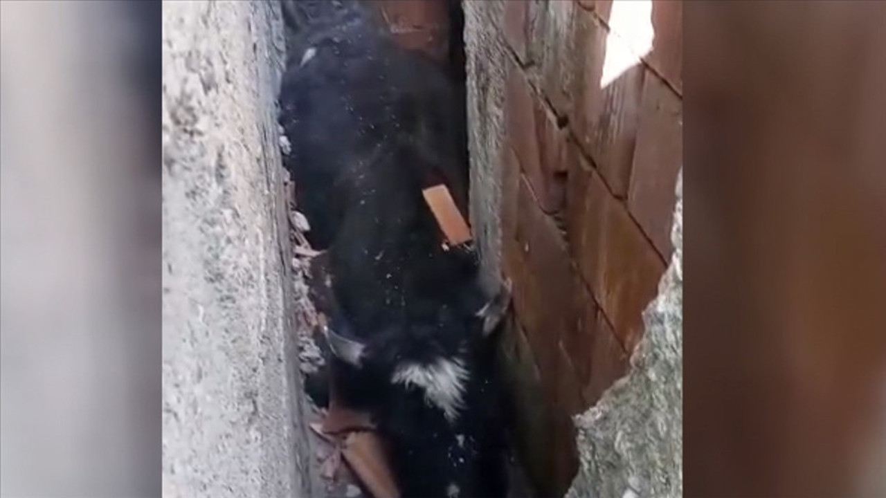 Köpekten kaçan ineğin başına gelmeyen kalmadı