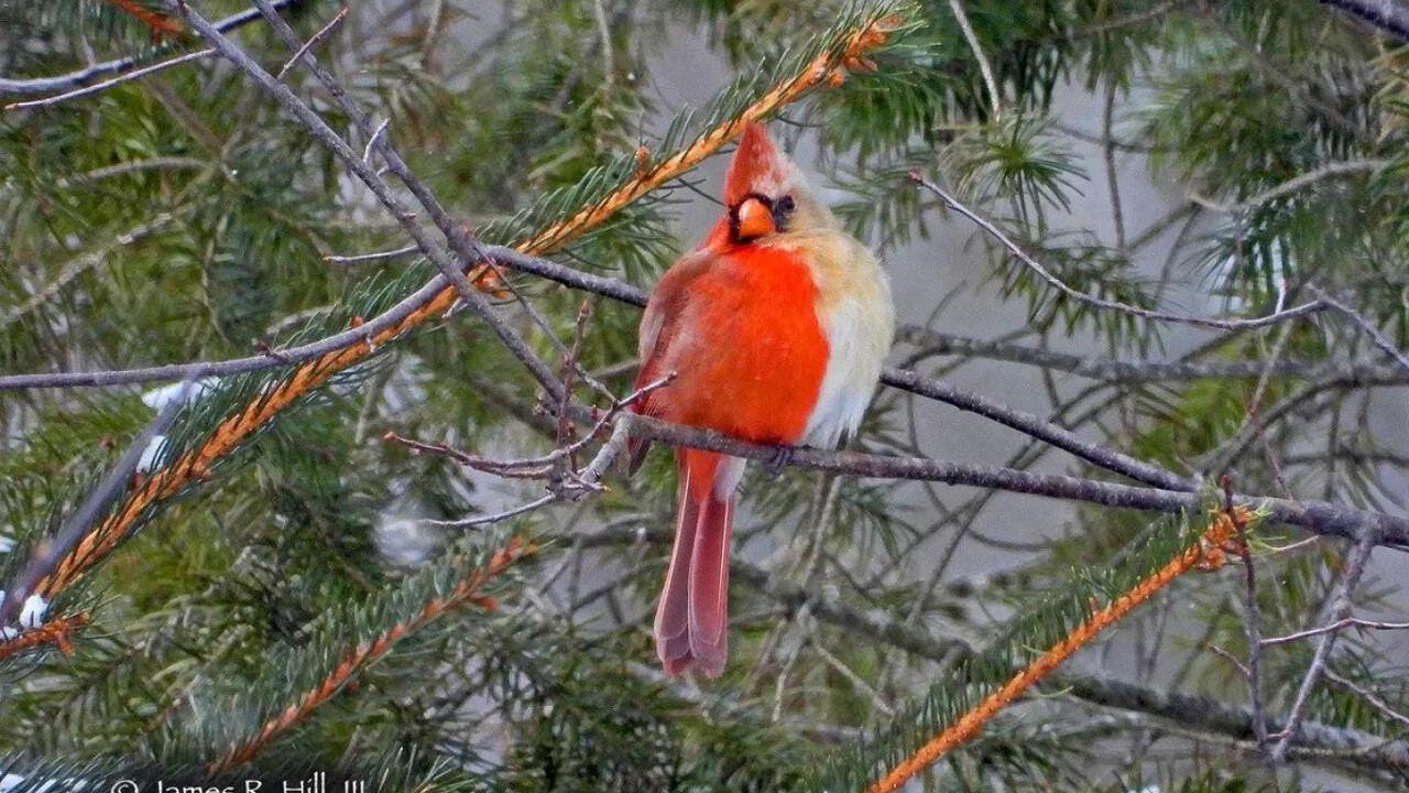 Milyonda bir oluyor. Yarısı erkek yarısı kadın