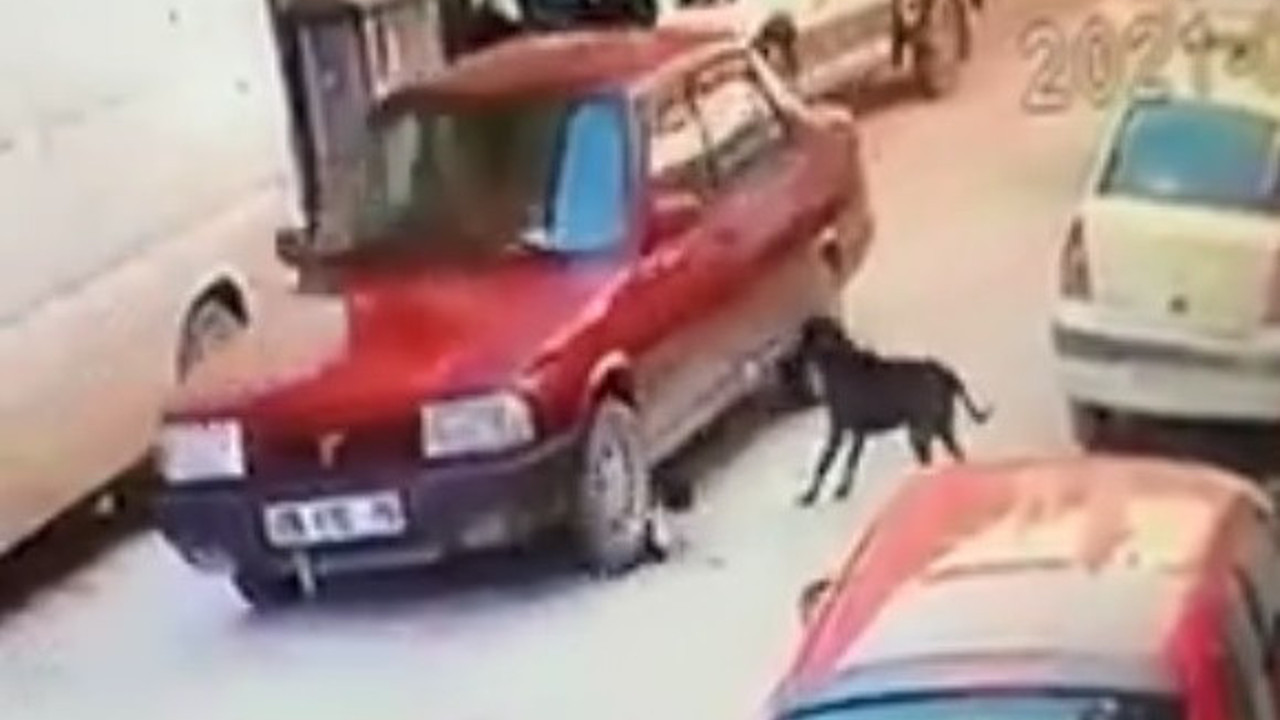 Ordu'da yavru köpeği ezdi. Hiçbir şey olmamış gibi fırından ekmek aldı