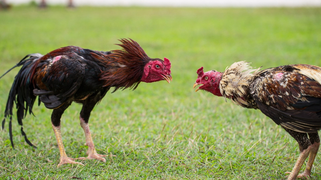 Dövüş horozu sahibini jiletle yaraladı. Adam kan kaybından öldü