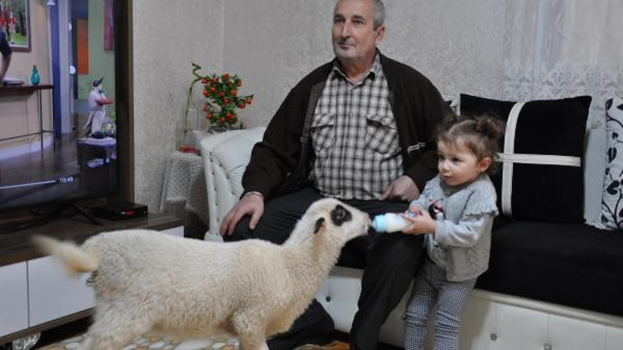 Annesinin emzirmediği kuzuyu biberonla besliyor