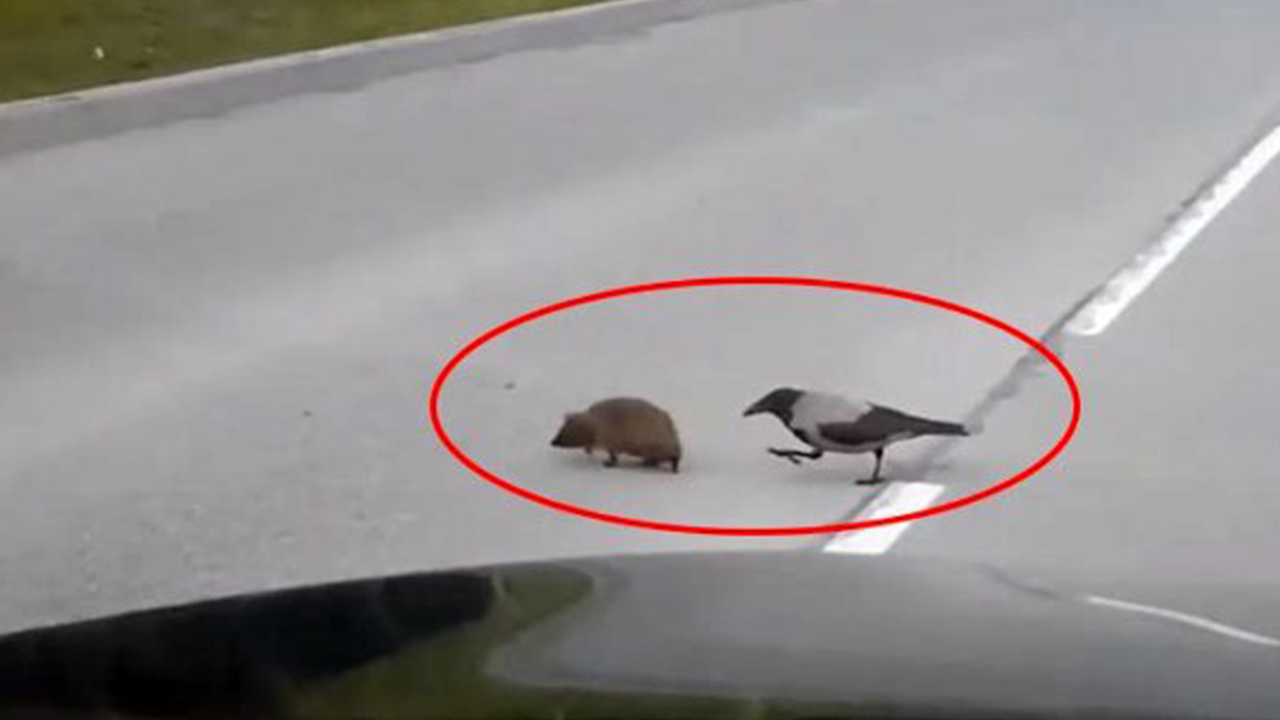 Karşıya geçmek isteyen kirpiye yardım eden karga. Utanın bakın da utanın